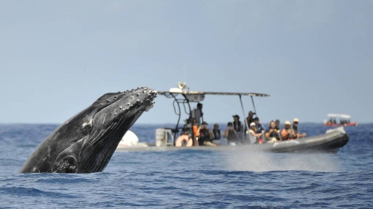 Marine Wildlife Observation