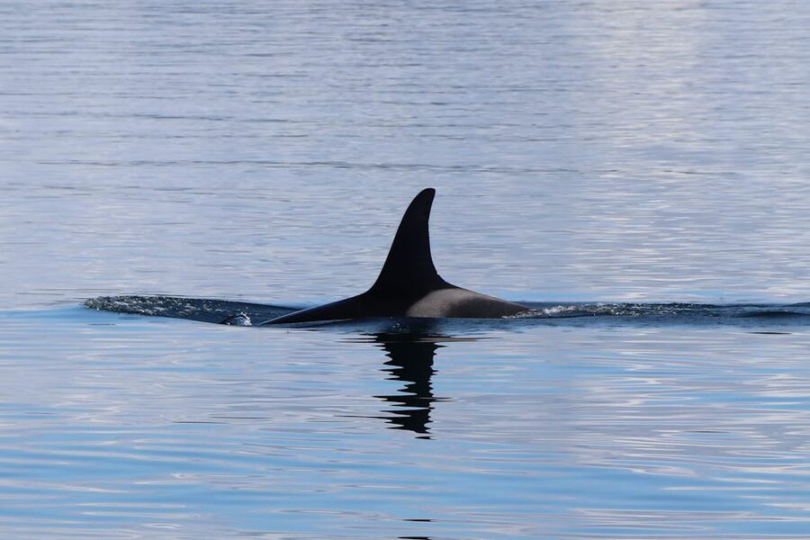 Anacortes Whale Watching Tours