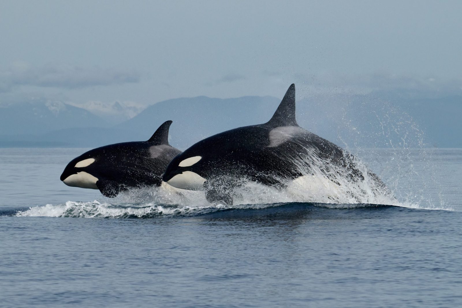 Cruising the Salish Sea