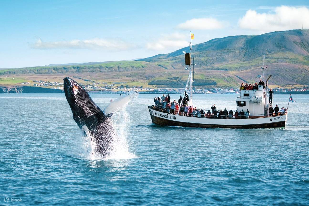 Newport Beach Whale Watching Tours