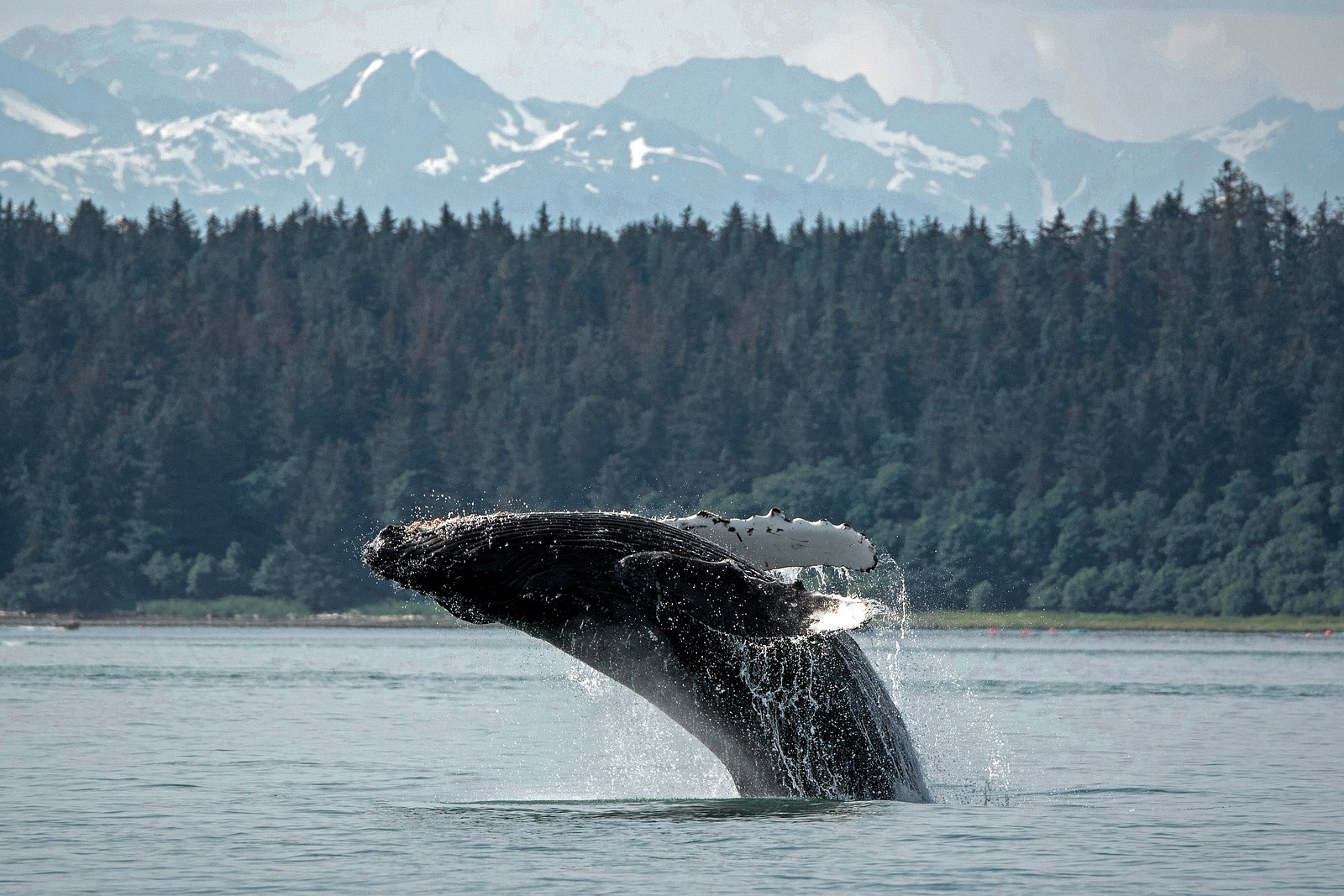 Marine Wildlife Search