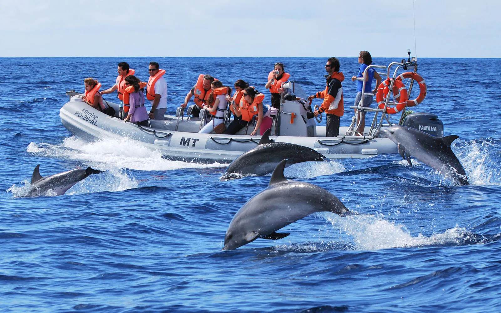 Ponta Delgada Whale Watching Tours