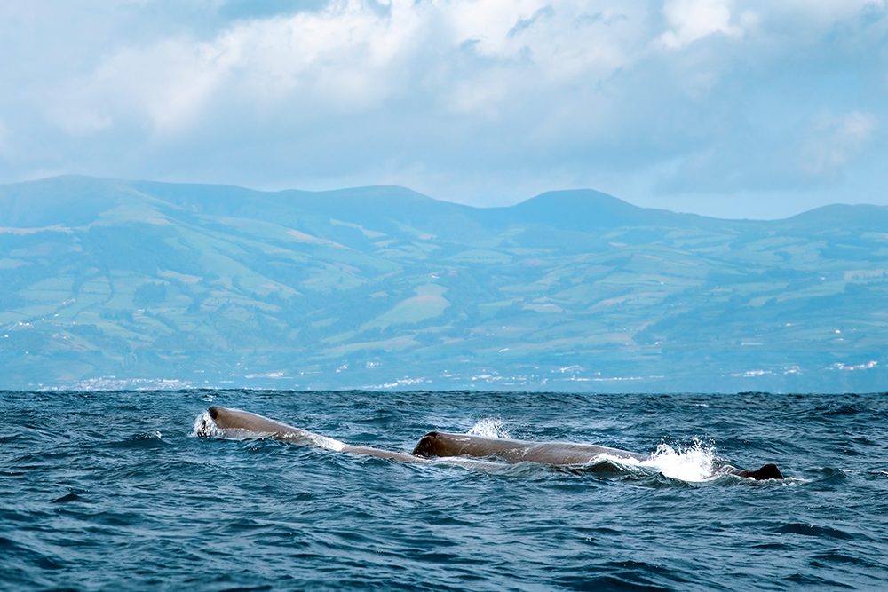 Offshore Wildlife Search
