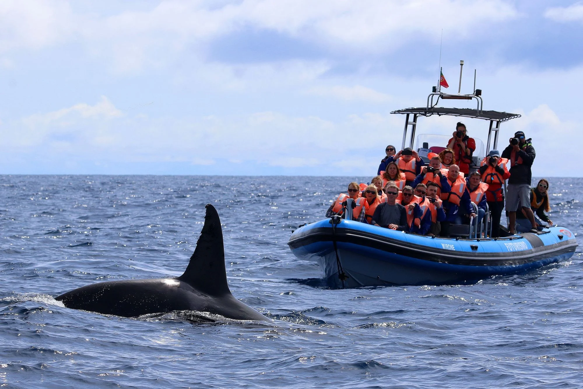 Pico Island Whale Watching Tours