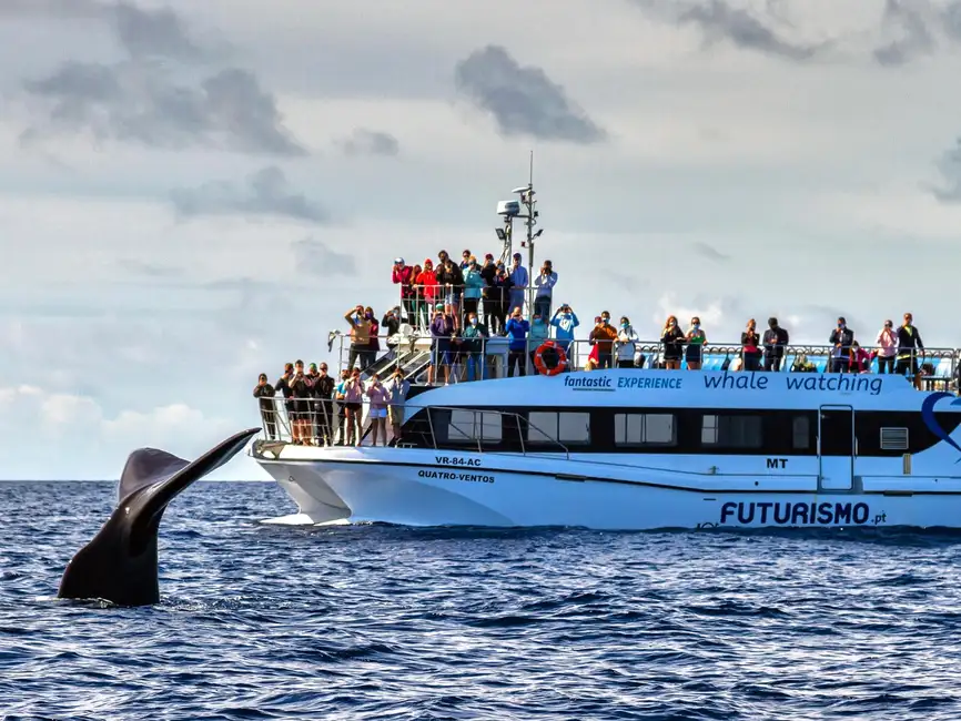 Catamaran Fleet