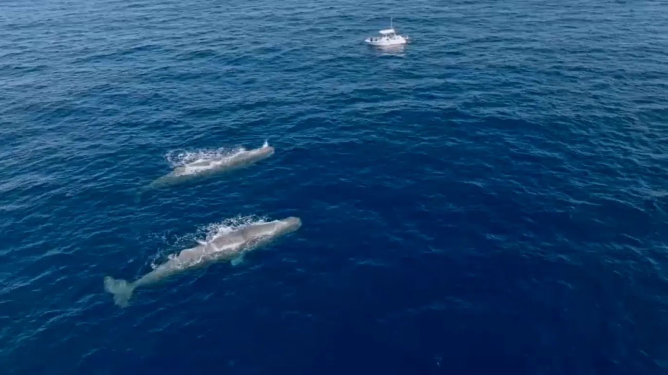 Private Whale Watching Ponta Delgada