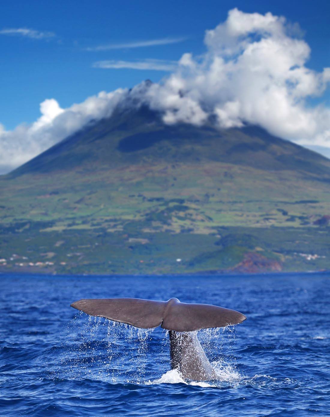 Marine Life Sightings