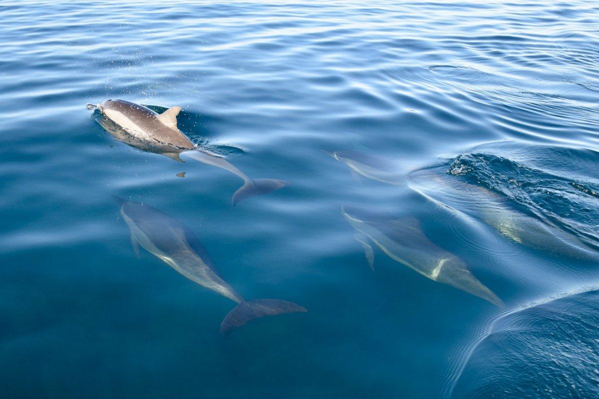 Marine Wildlife Zones