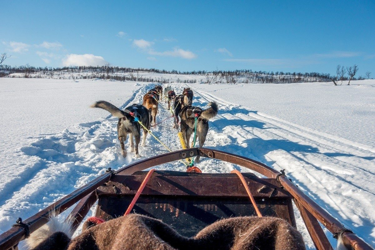 Husky Sledding Tromso Booking