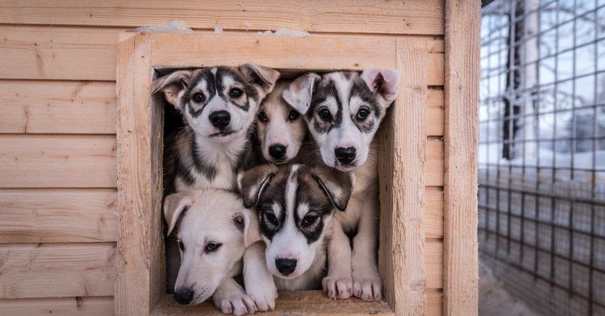 Dog Yard