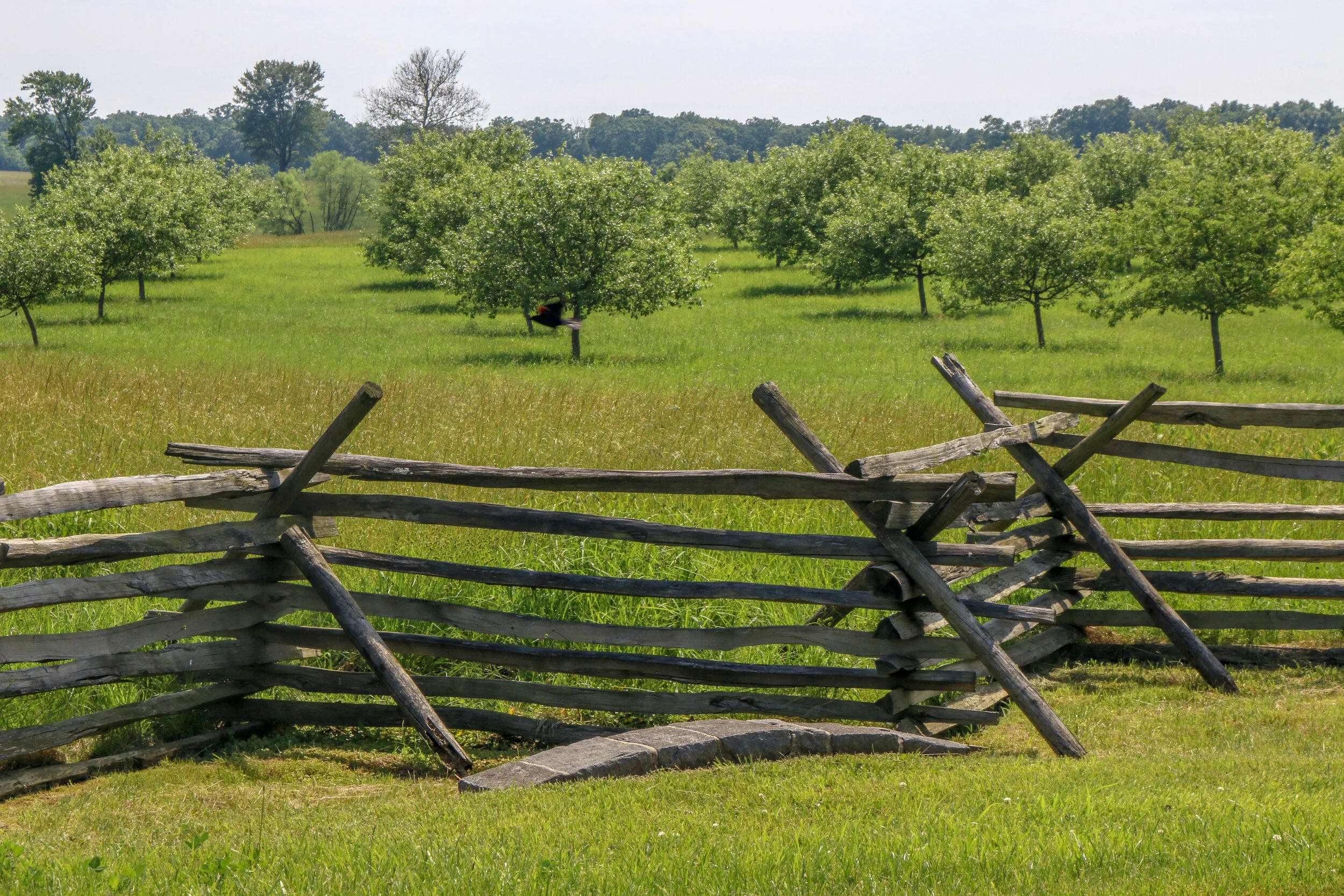 The Peach Orchard