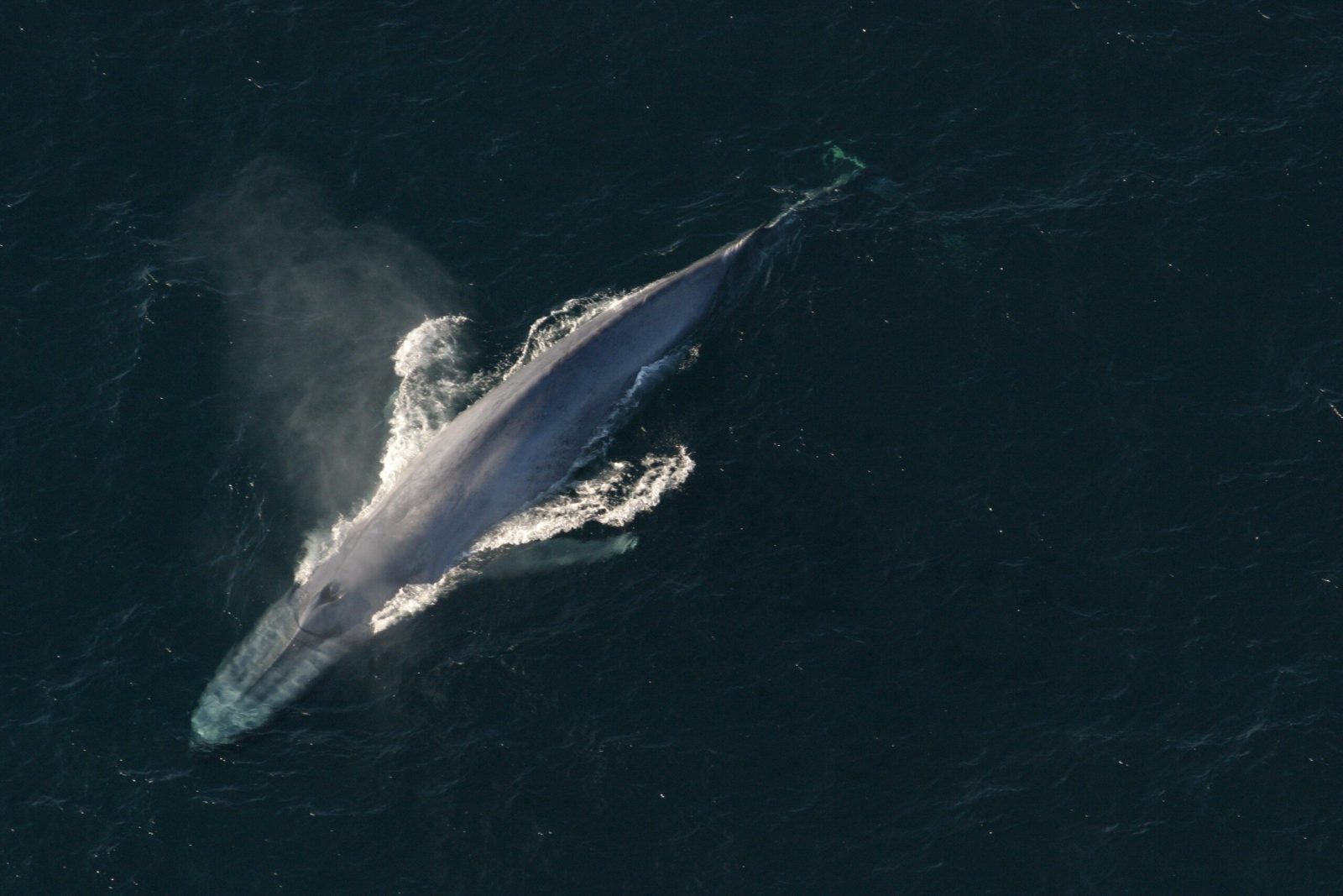 Blue Whale (Balaenoptera musculus)