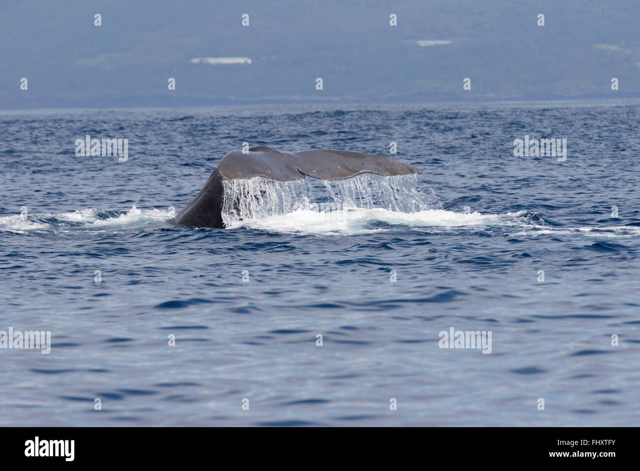 Sperm Whale (Physeter macrocephalus)