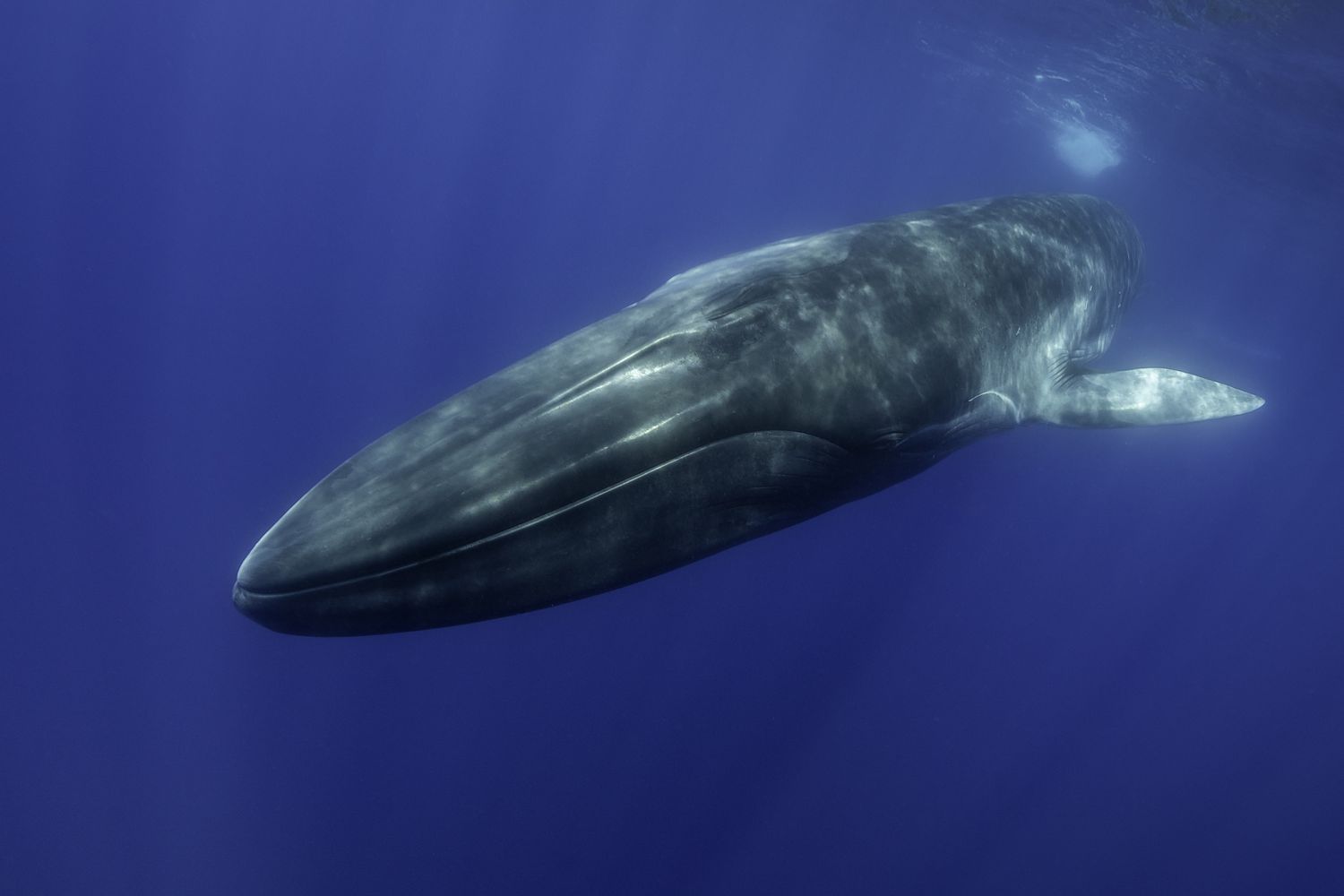 Fin Whale (Balaenoptera physalus)