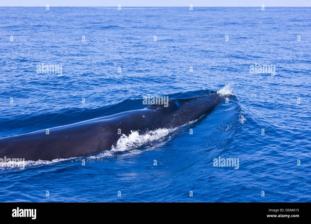 Sei Whale (Balaenoptera borealis)