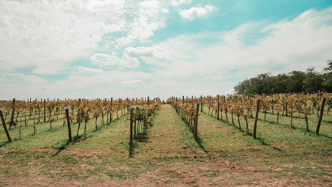 The Vineyard Rows