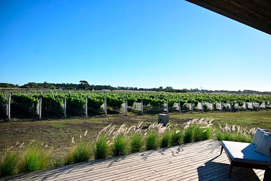 Winery Terrace Overlook
