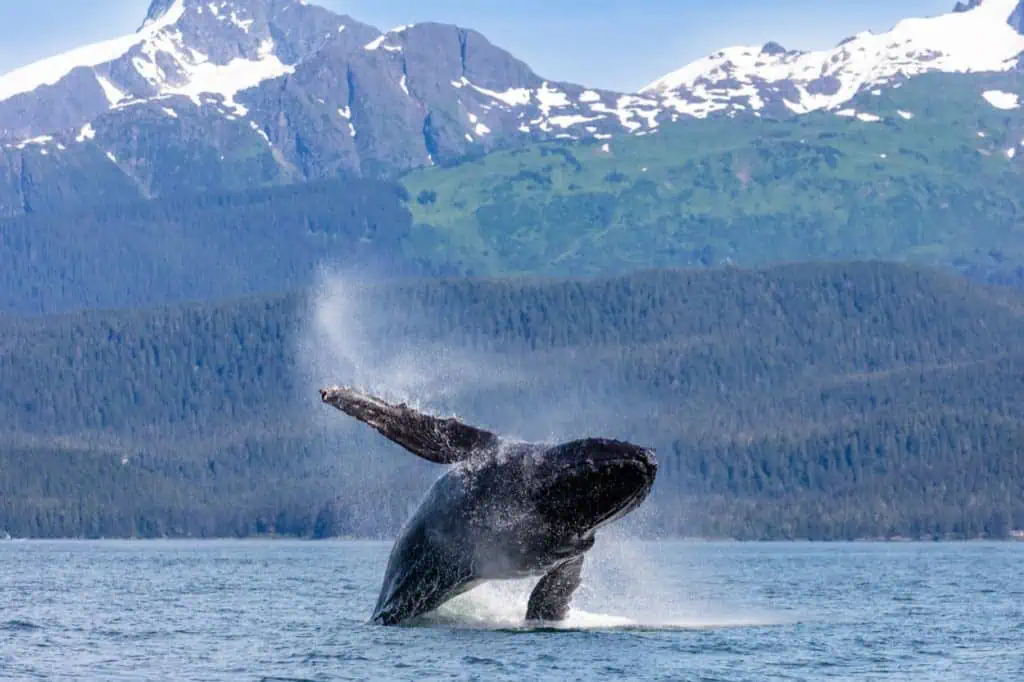 Wildlife Spotting in the Inside Passage