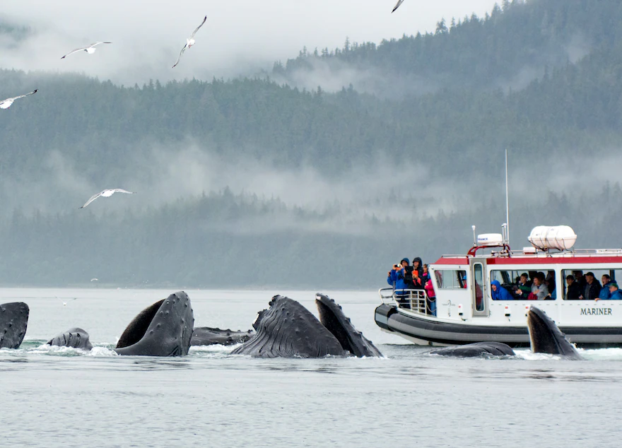 Juneau Whale Watching Private Tour