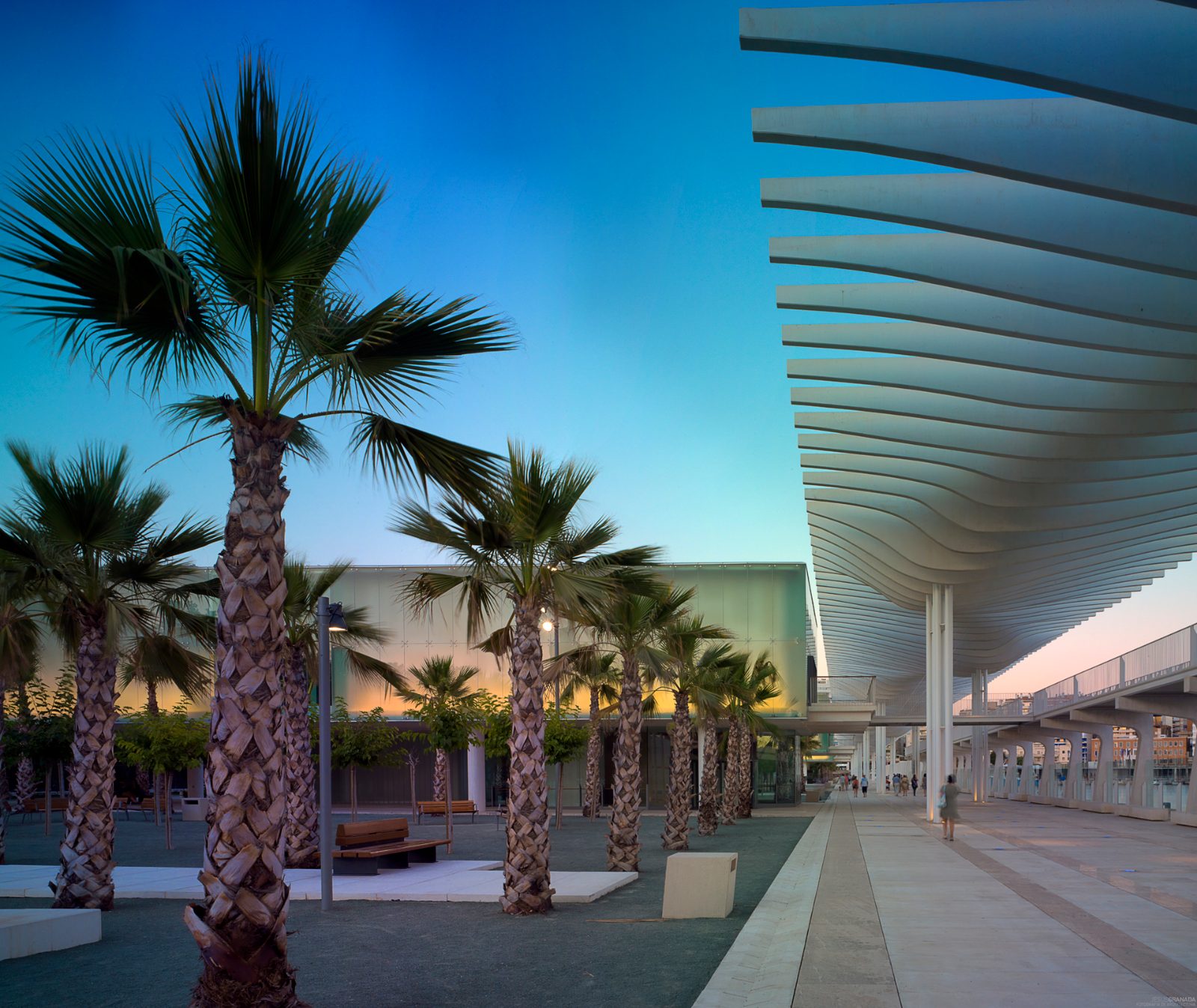 Palmeral de las Sorpresas