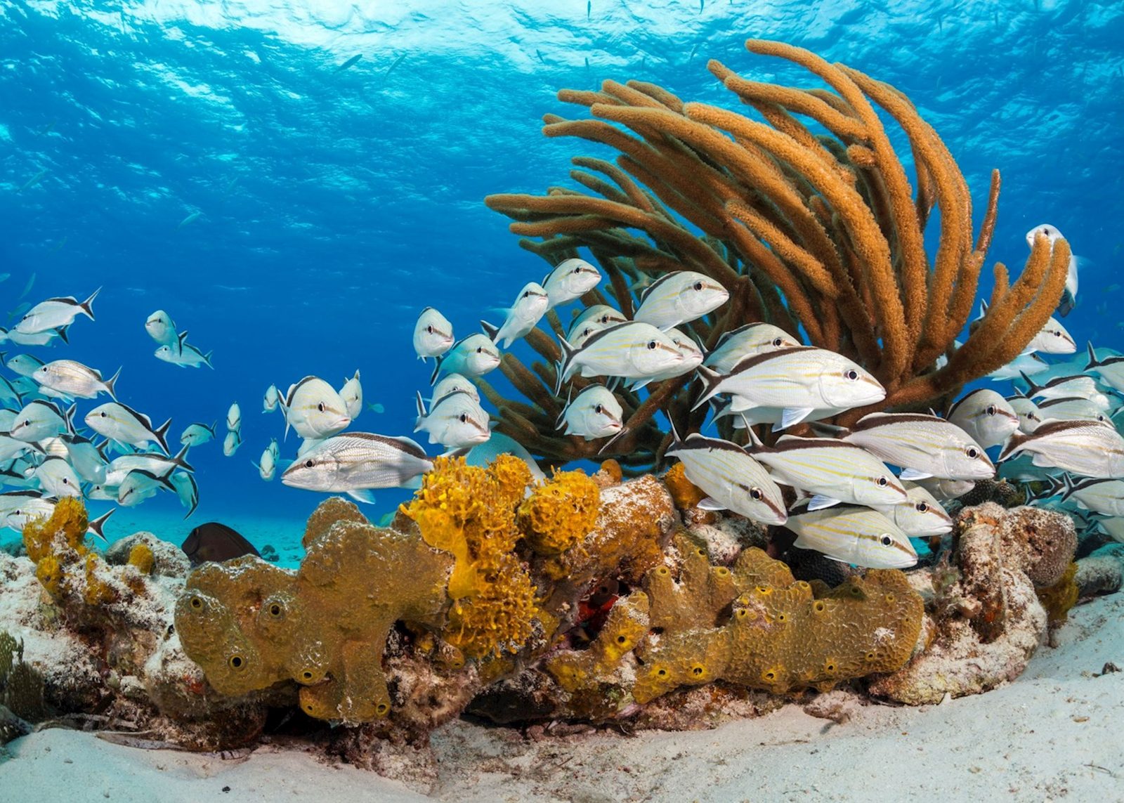 Rose Island Reef