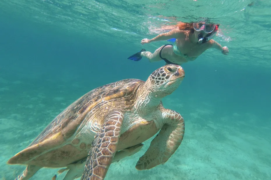 Sea Turtle Sanctuary
