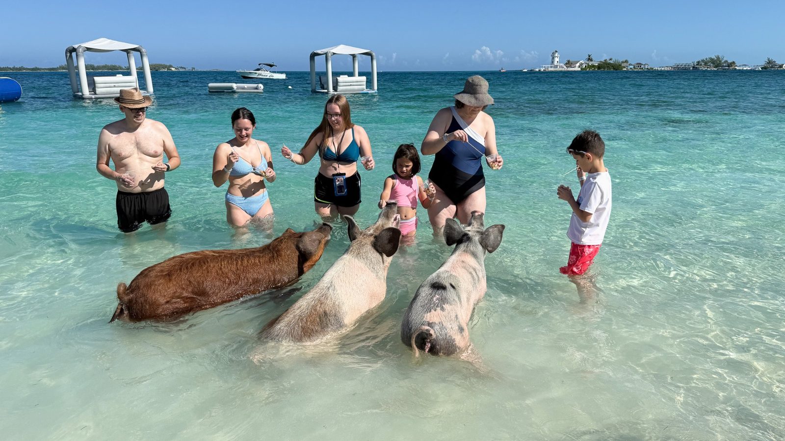 Swimming Pig Beach