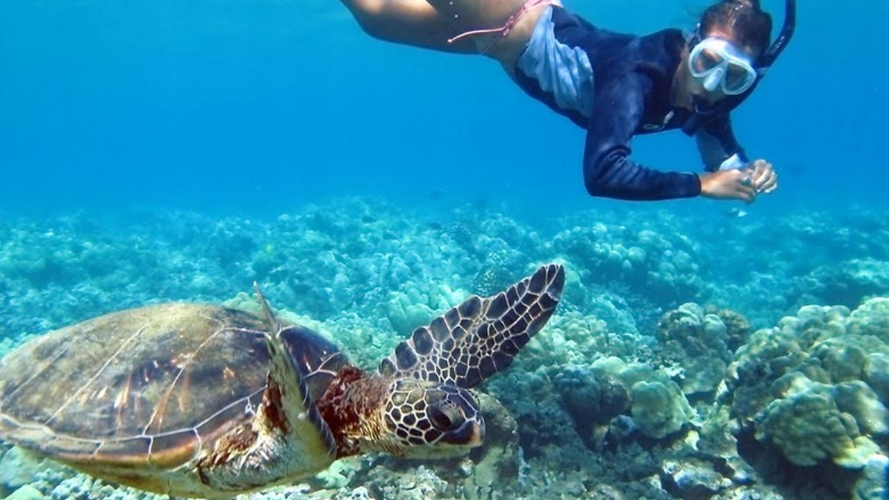 The Turtle Reef Shelf