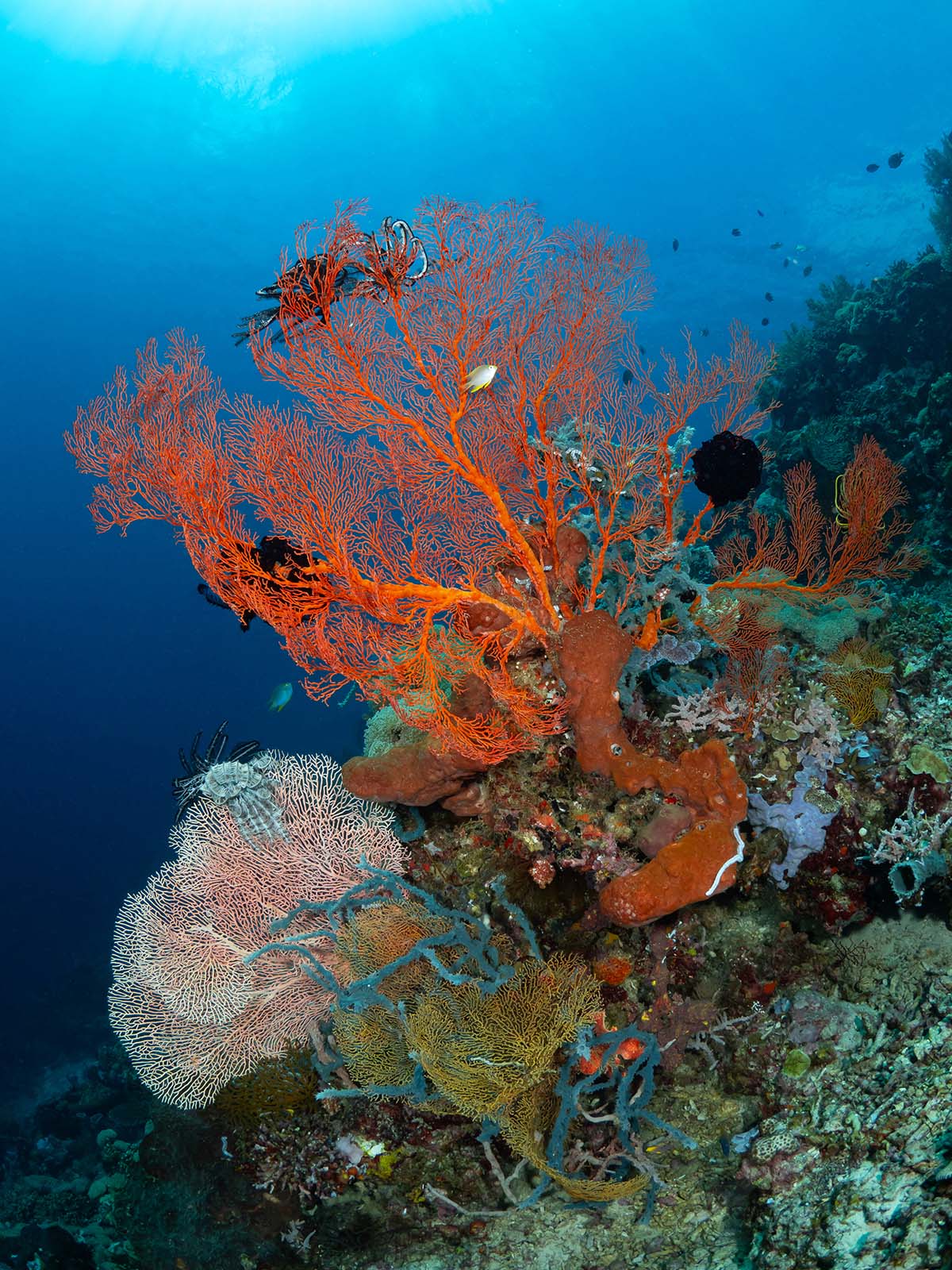 The Coral Garden Outcrop