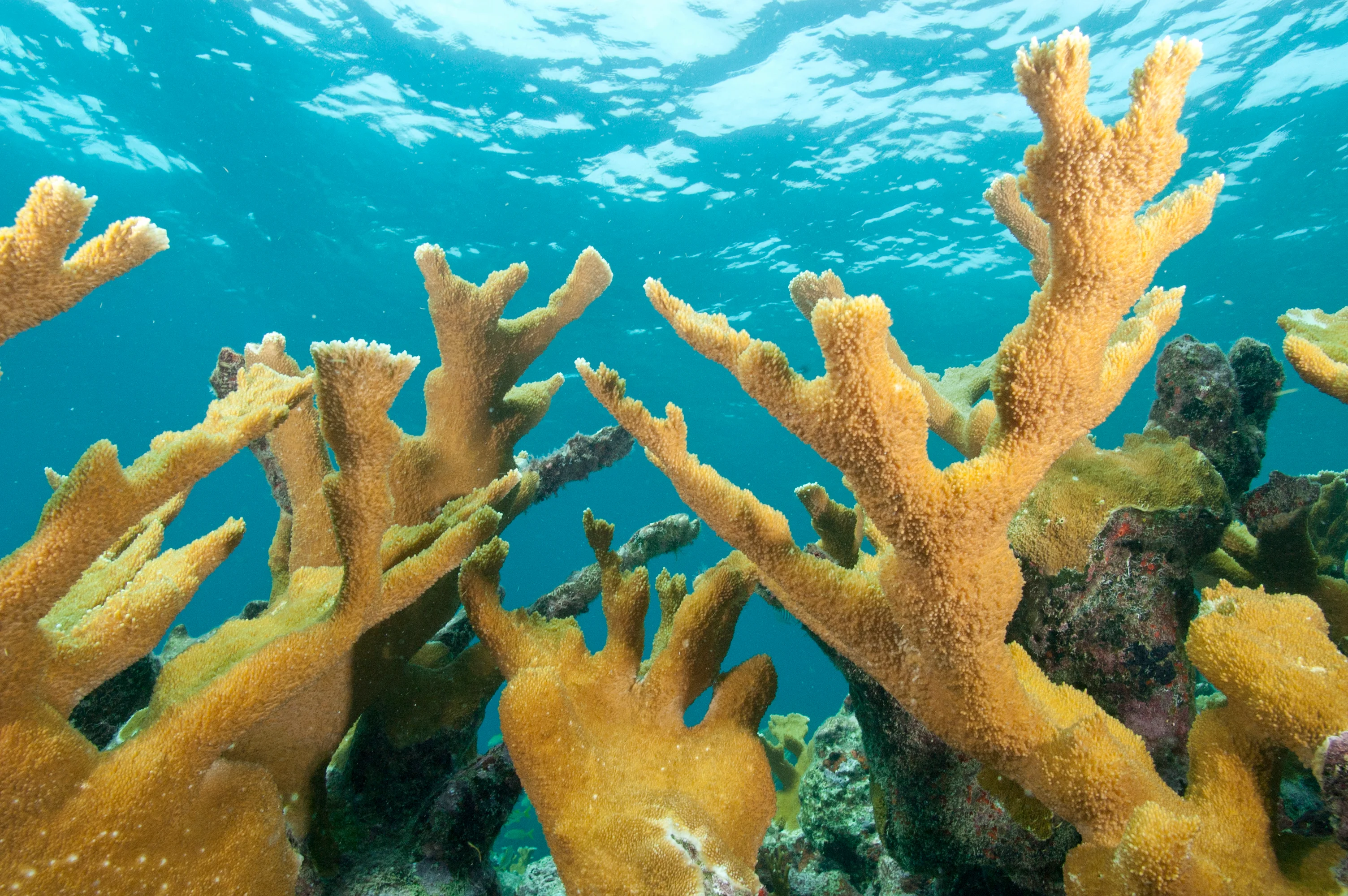 Elkhorn Coral Forests