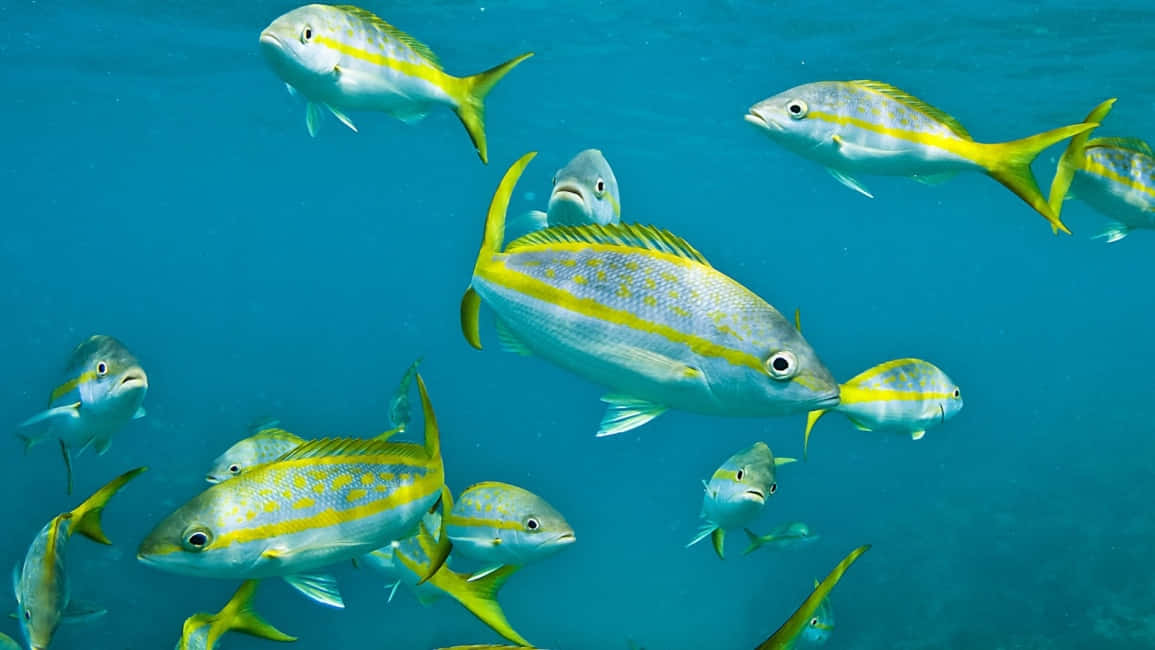 Yellowtail Snapper