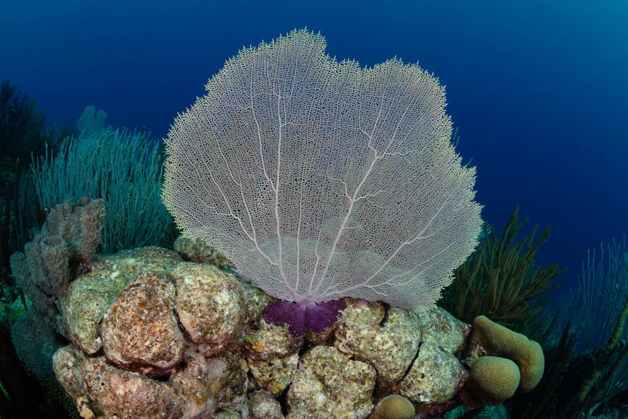 Sea Fan Colonies