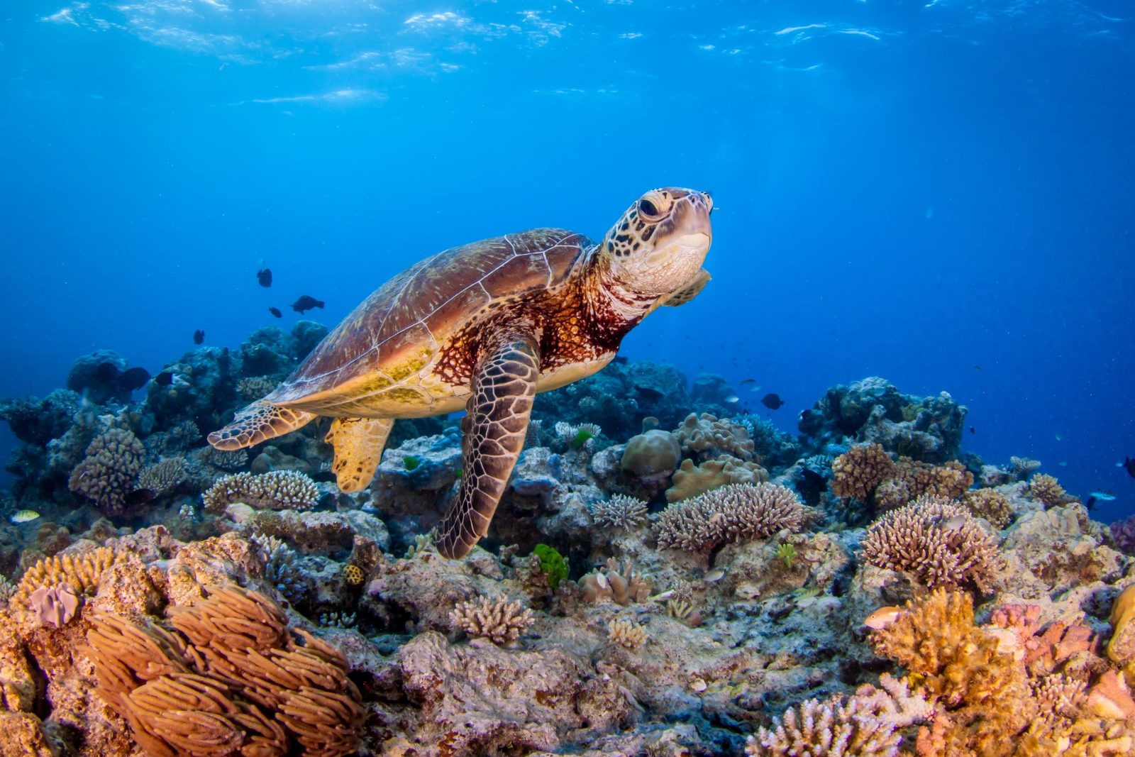 Green Sea Turtles