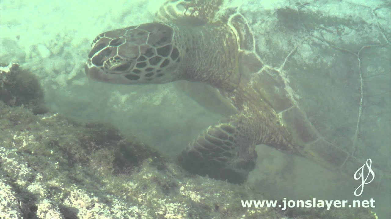 Turtle Feeding Cove