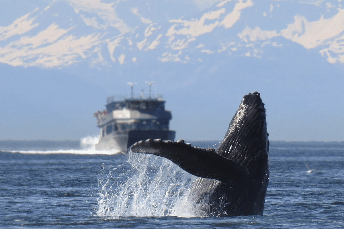 Wildlife Cruise