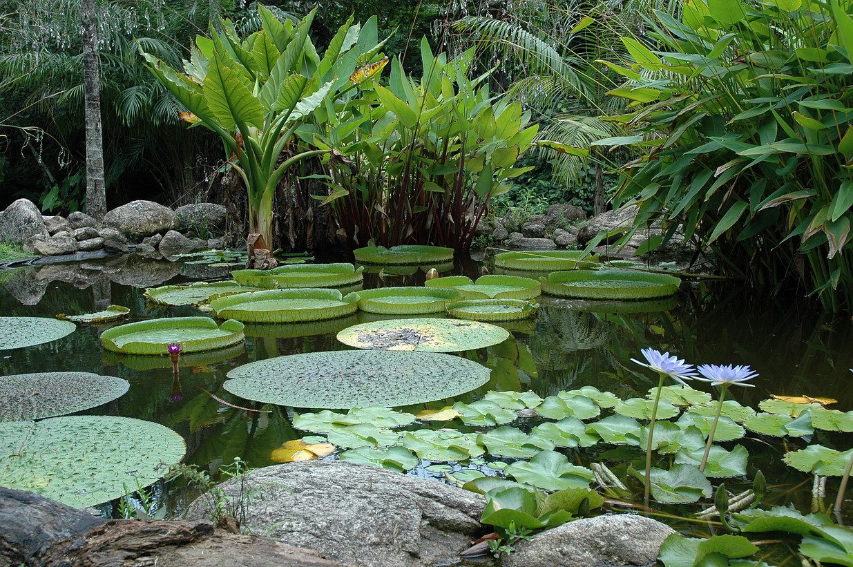 Cairns Botanic Gardens
