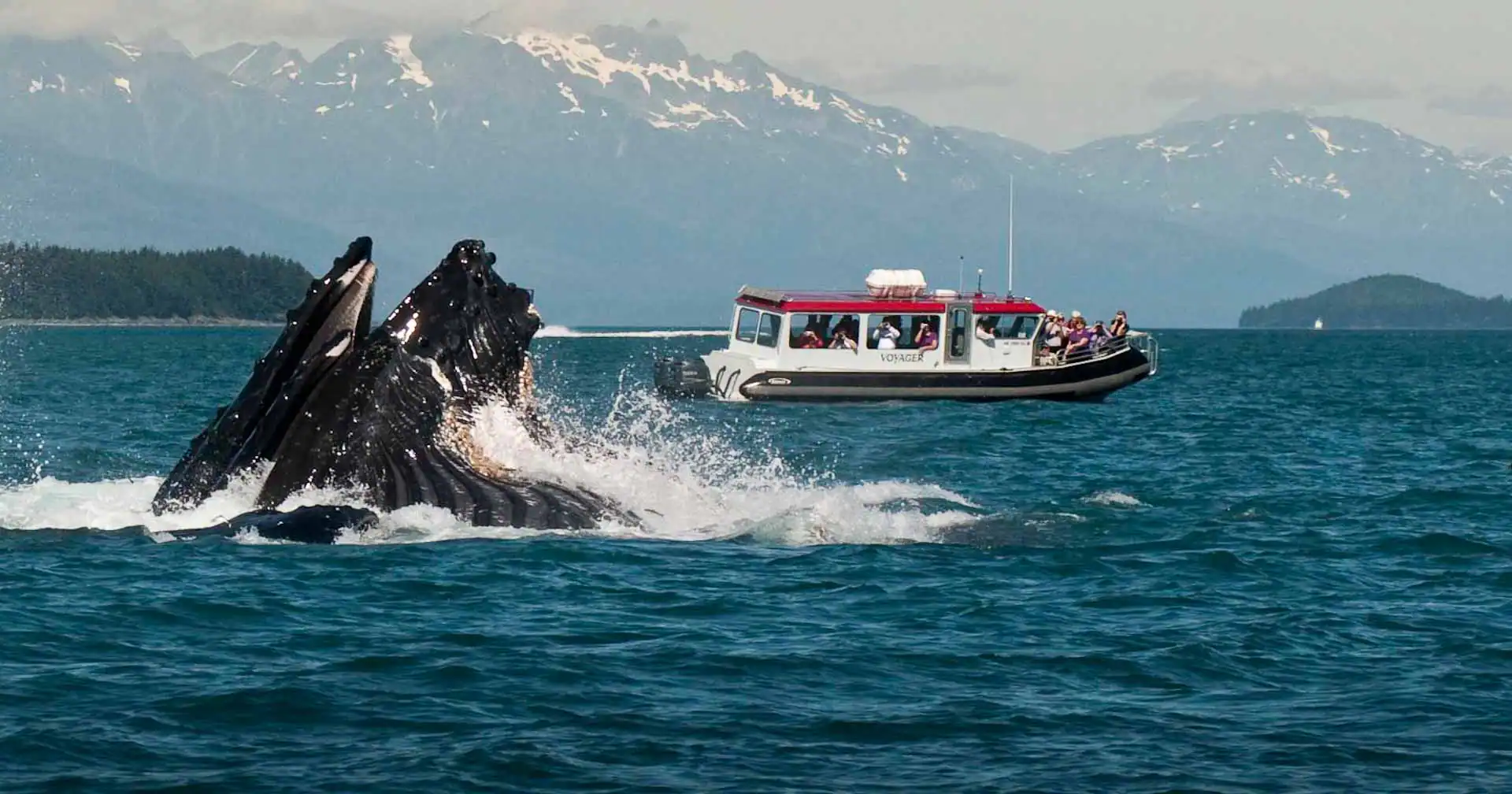Whale Watching Cruise