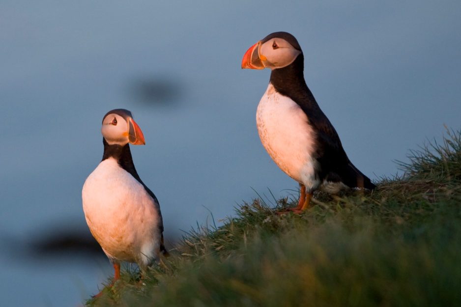 Lundey (Puffin Island)