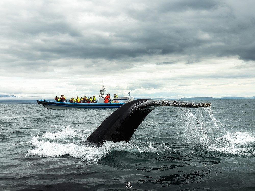 Husavik Whale Watching Speedboat