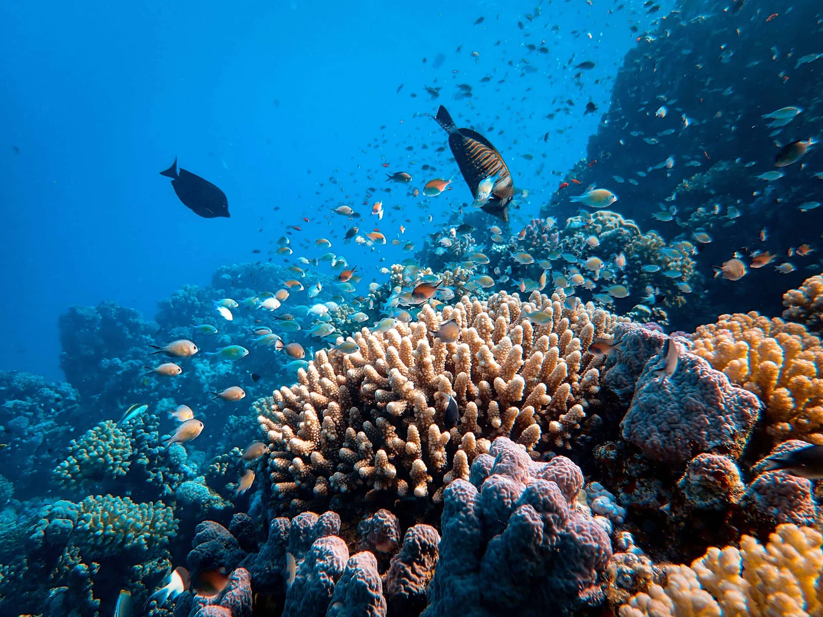 Cabbage Beach Reefs
