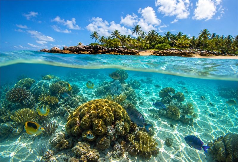 Paradise Island Reef Edge