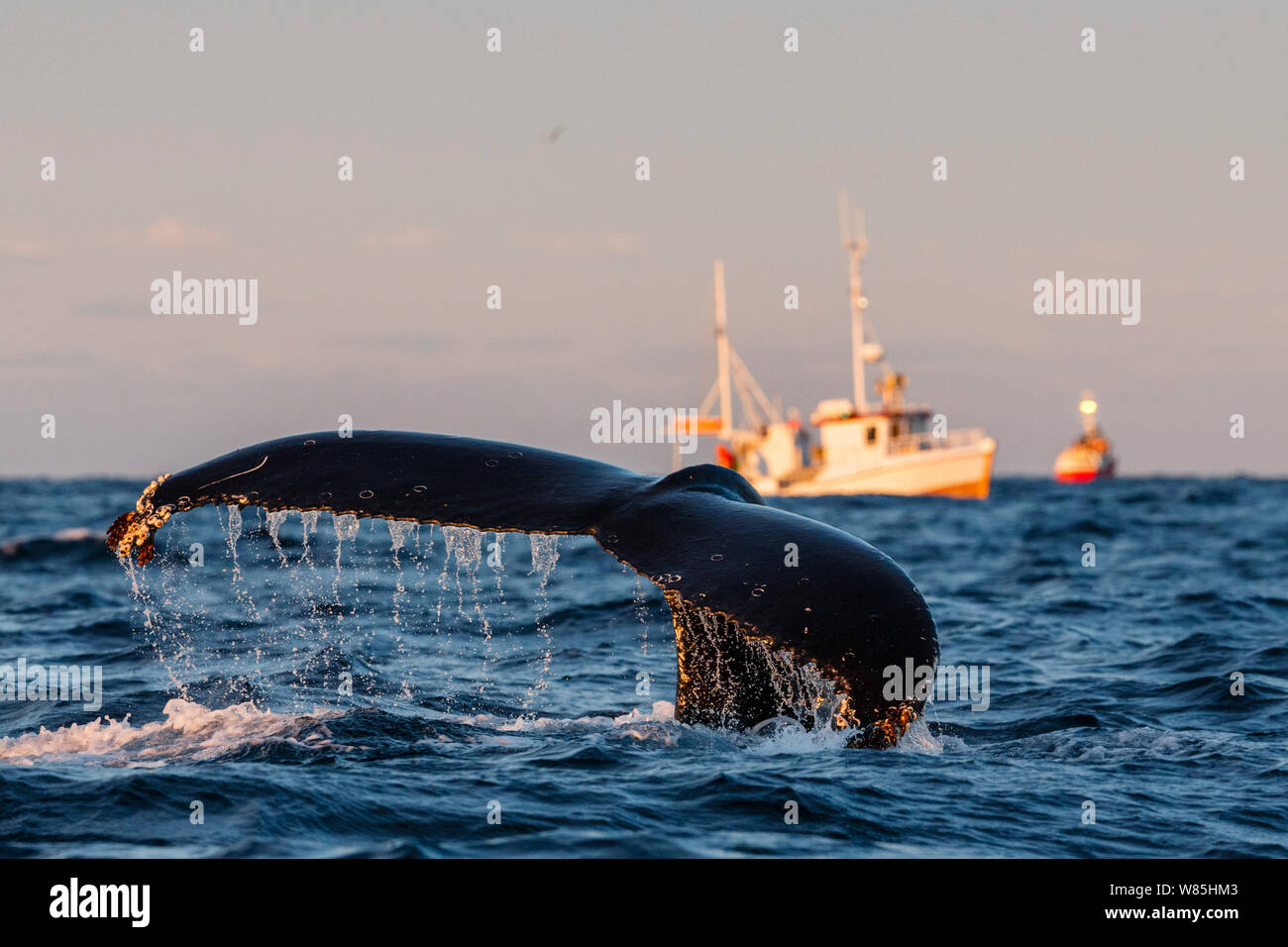 Akureyri to Husavik Whale Watching