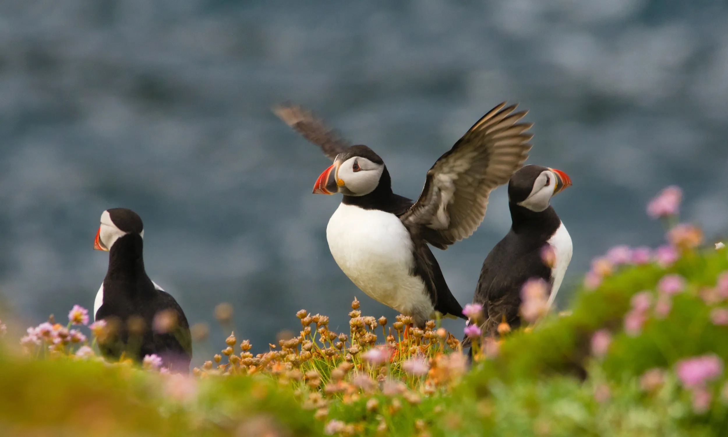 Lundey Puffin Island