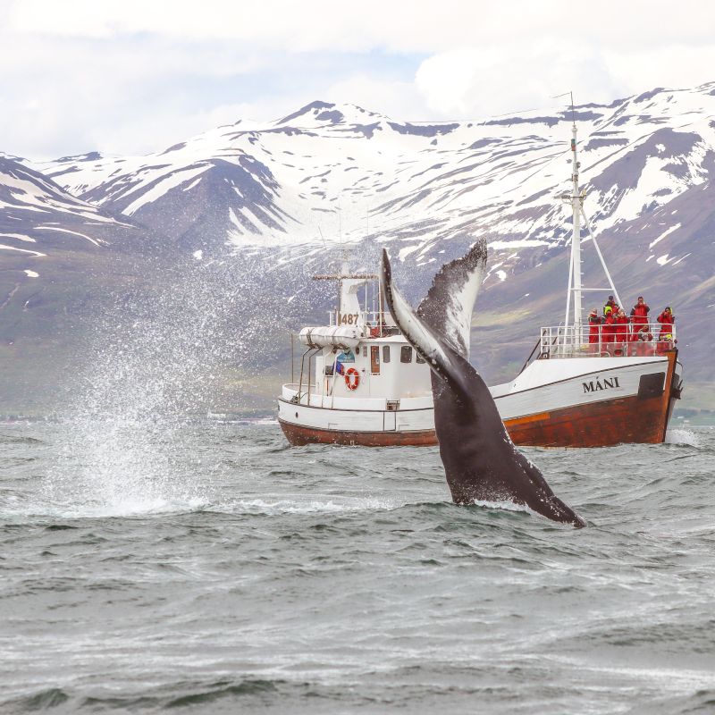 Wildlife Spotting in the Fjord