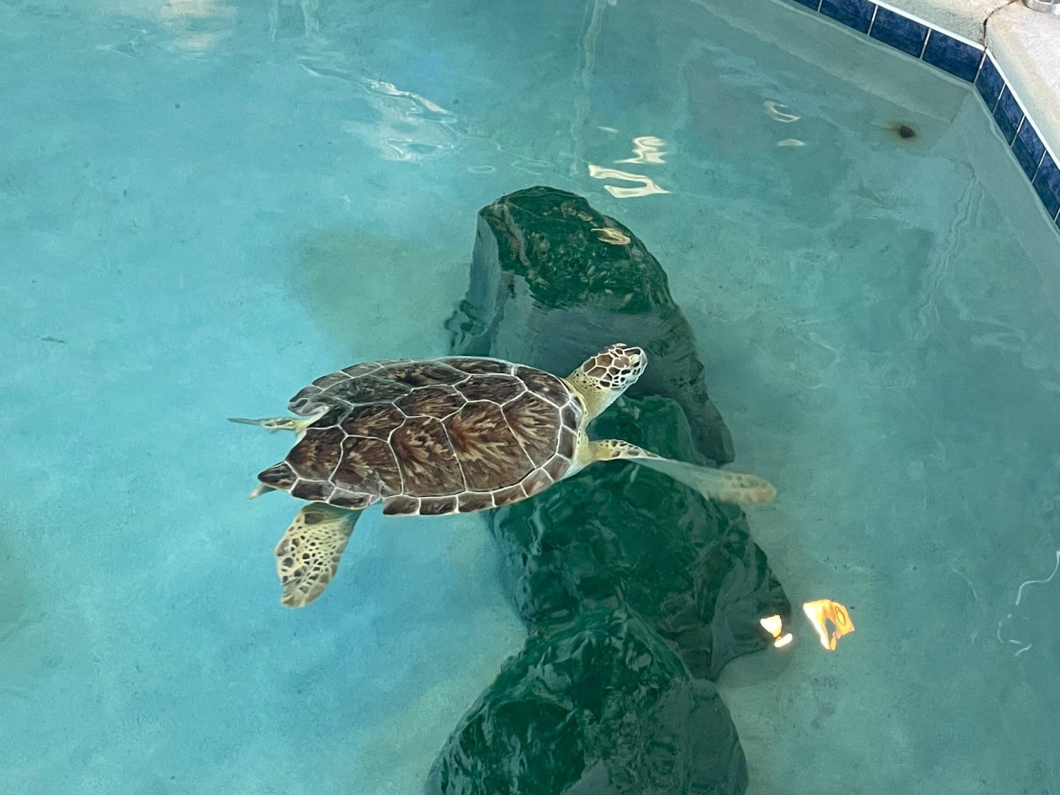 Sea Turtle Sanctuary