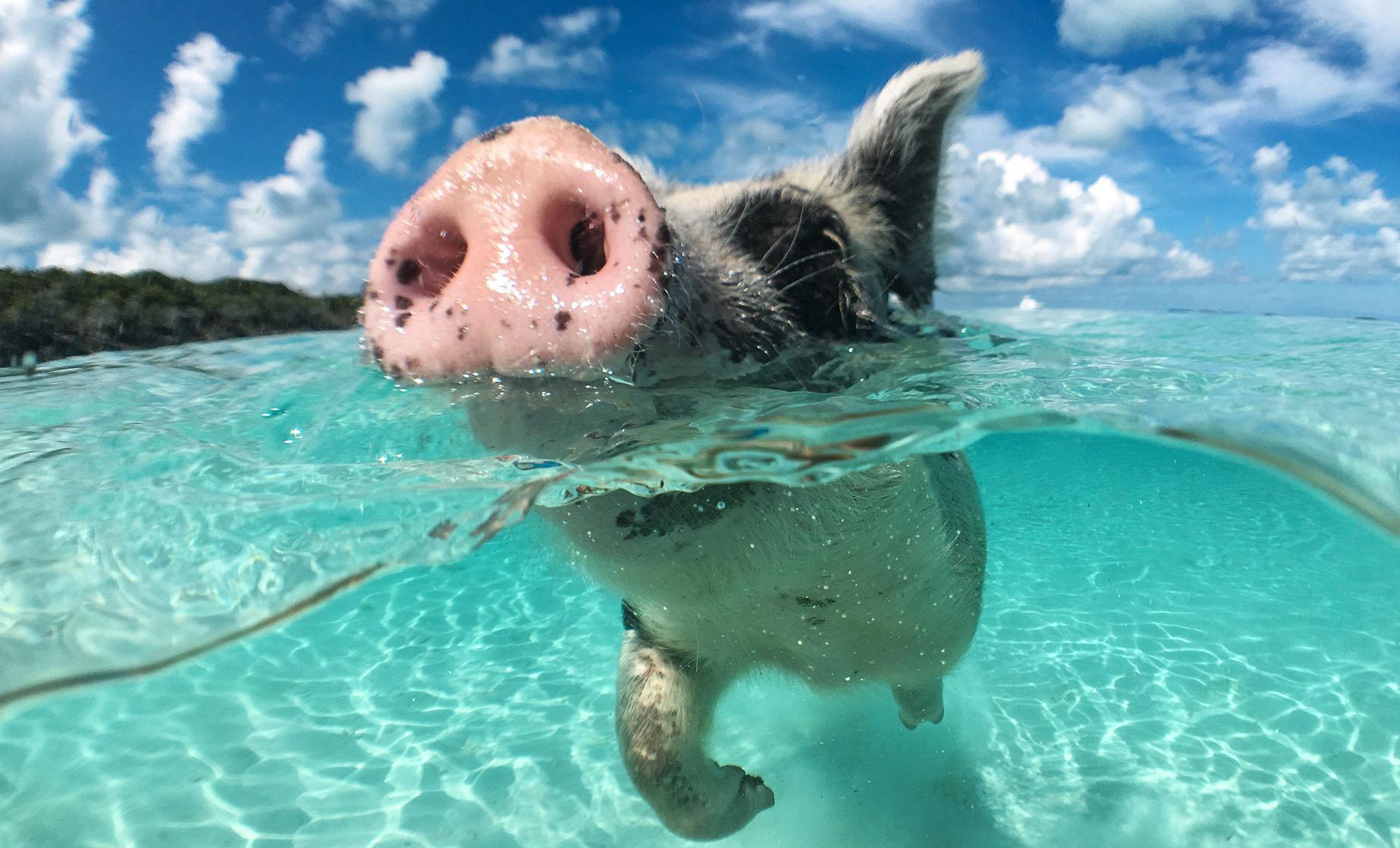 Bahamas Snorkeling Excursions