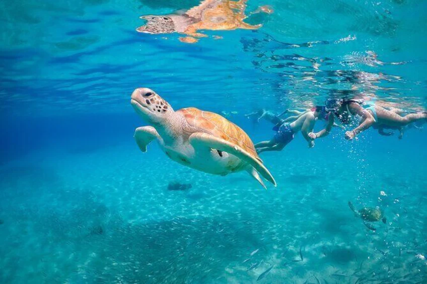 Turtle Sanctuary Waters