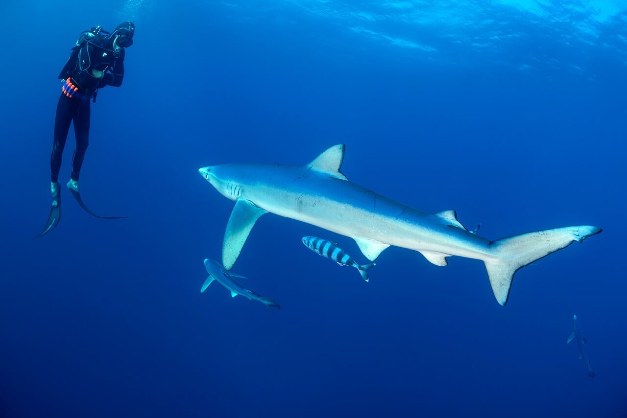 Pelagic Zone