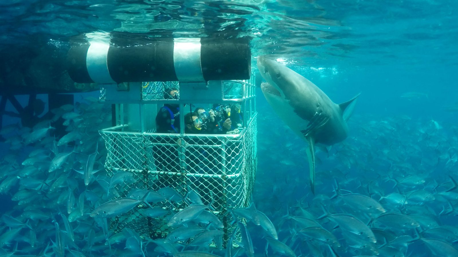 Blue Shark Diving Cape Town
