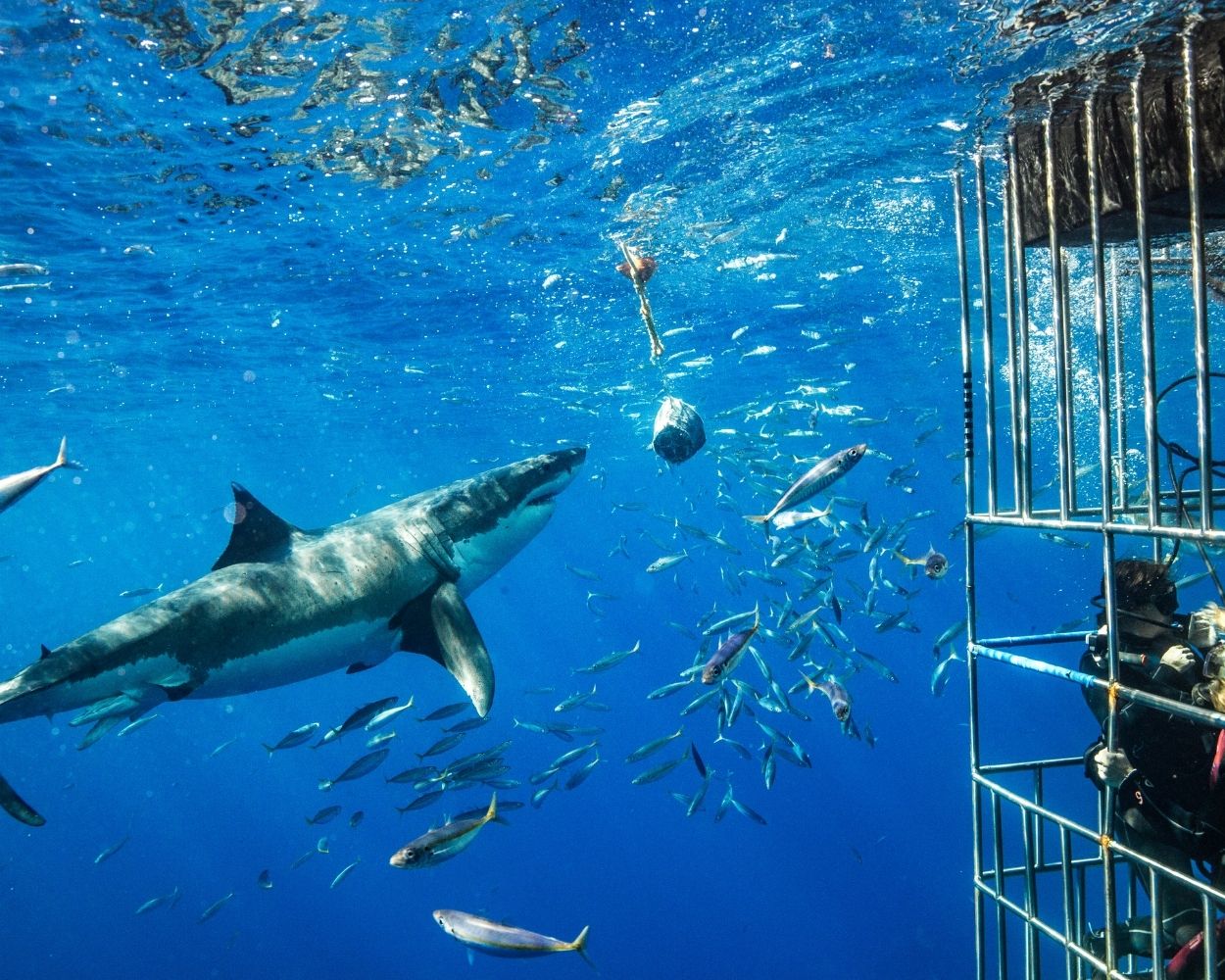 Shark Cage